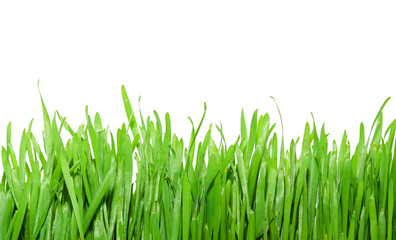 Green grass