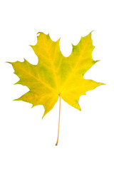 Maple leaf