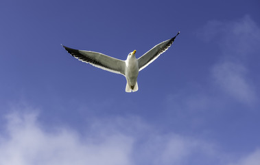 Flying Seagull