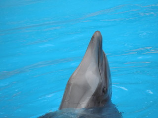 Delphin Schnauze
