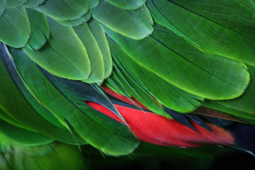 Plumes de perroquet vert d& 39 Amazonie