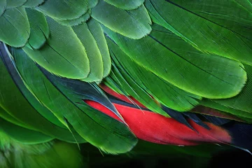 Photo sur Plexiglas Perroquet Plumes de perroquet vert d& 39 Amazonie
