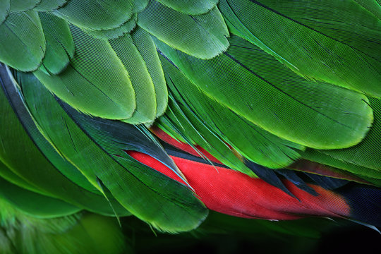 Fototapeta Green Parrot Feathers from the Amazon