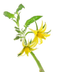 Tomato flowers and leaf on white background