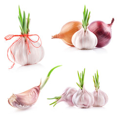 Collections of sprout garlic isolated on white