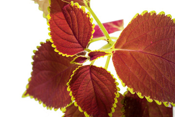 Closeup of an orange leaf texture of a plant