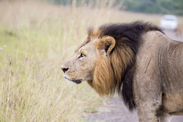 Fototapeta na wymiar African lion in the savanna