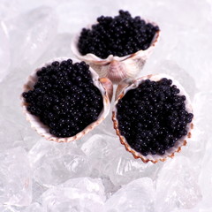 Three shell with black caviar on ice © diamant24