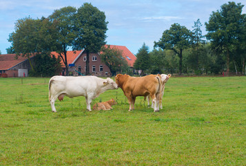 limousine cows