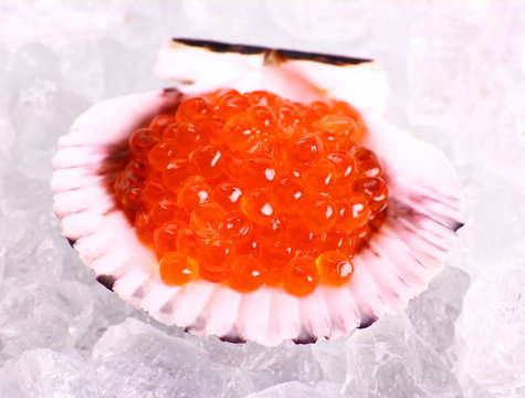 Big seashell filled with red caviar on ice