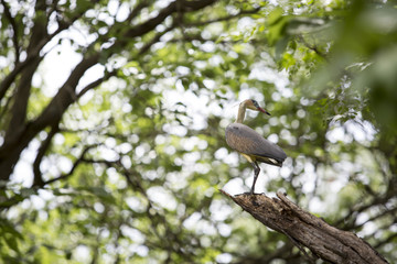 chiflon garza parada sobre una rama en un arbol, ave
