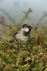 House sparrow, Passer domesticus,