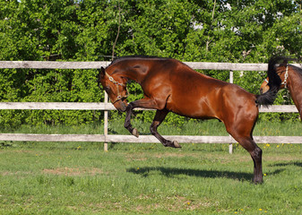 Playing horse