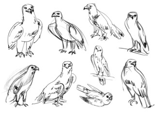 Naklejka premium Golden eagle. Buzzard. Legged Buzzard. Kestrel. Hawk