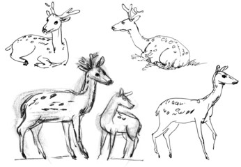 Sika deer. Set. Hand-drawn.