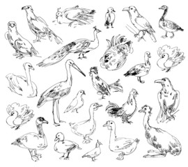 Fototapeta na wymiar Wild birds. Zoo. Set. Hand-drawn