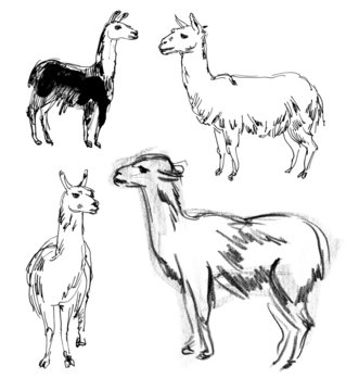Lama. Set. Hand-drawn