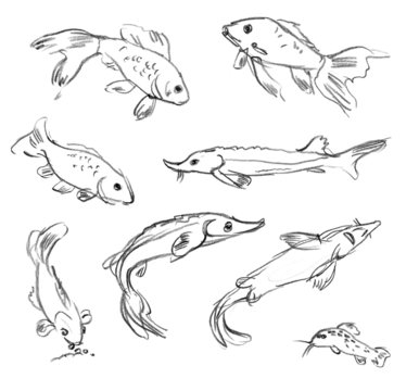 Aquarium fish. Set. Hand-drawn.