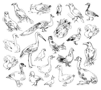Wild birds. Zoo. Set. Hand-drawn