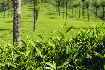 Teeplantage bei Munnar, Indien