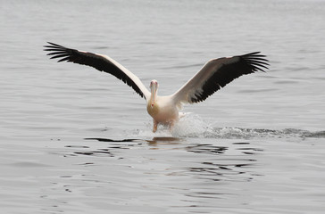 Pelikan im Wasser