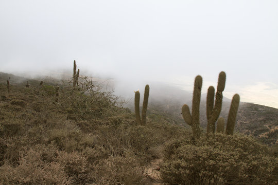 Bosque de Fray Jorge national park, UNESCO Biosphere, Chile