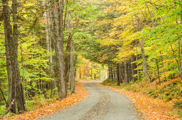 Winding Forest Road in Autumn