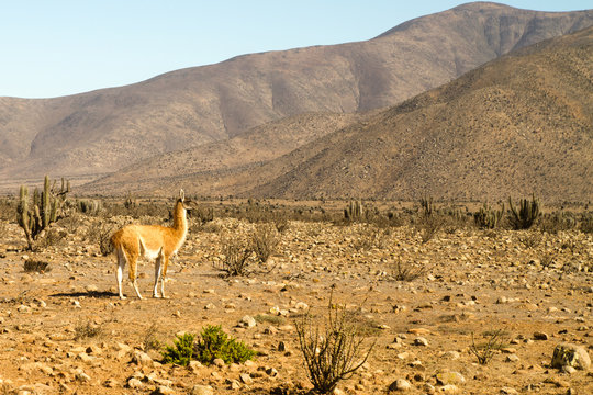 Llama in Punta de Choros, La Serena, Chile.