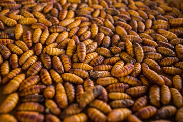 chrysalis silkworm ,silk worm cocoon