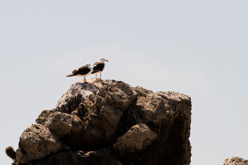 Natural reserve sanctuary Isla Damas, La Serena, Chile