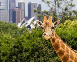 Giraffes with a fabulous view of Sydney