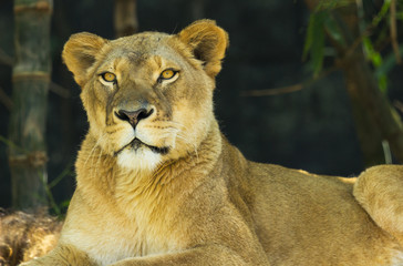 Female lion looking at camera