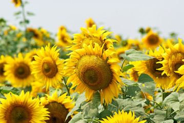 Blooming sunflower field