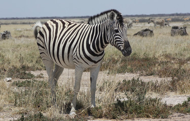 Obraz na płótnie Canvas einsames Zebra