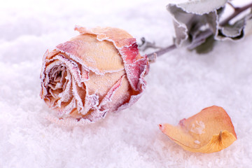 Obraz na płótnie Canvas Dried rose covered with hoarfrost on snow close up