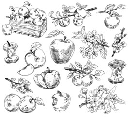 Freehand drawing apples