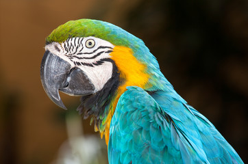 macaw parrot