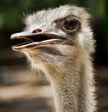 ostrich flightless bird