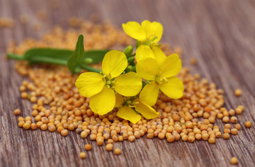 Mustard flower with seeds