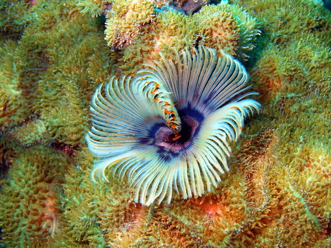 Gills of sea worm, island Maktan, Philippine