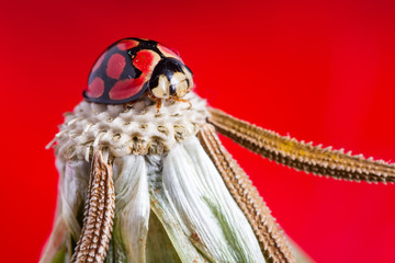 Dandelion head with a lady bug on top and red