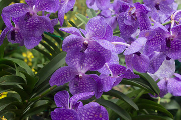 purple orchid