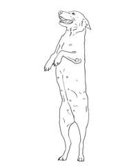 Standing dog
