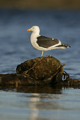 Kelp gull or Dominican gull, Larus dominicanus