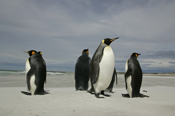 Naklejka na ściany i meble King penguin, Aptenodytes patagonicus