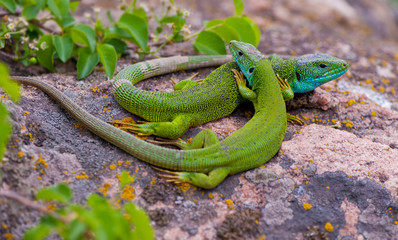 couple of lizards