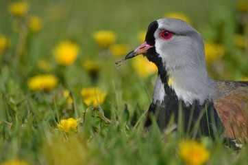 Lapwing in dandelion filed