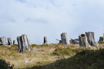 Tree stumps