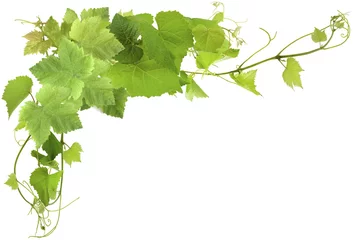 Tuinposter wijnbladeren © Unclesam