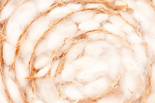 Silkworm cocoon detail many silkworm white